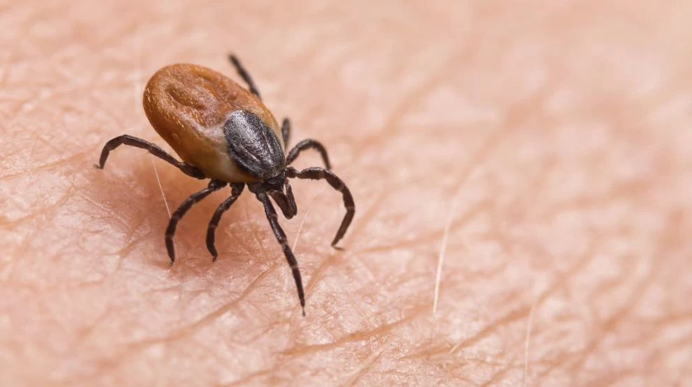 Lyme-kór - alattomos, de kivédhető