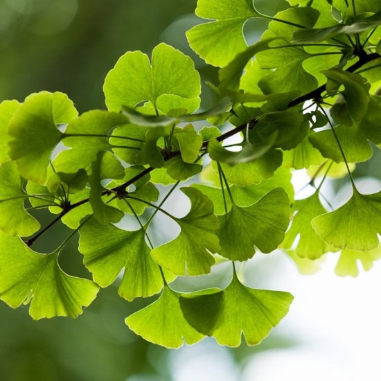 Ginkgo vitamin az agyserkentő vitamin