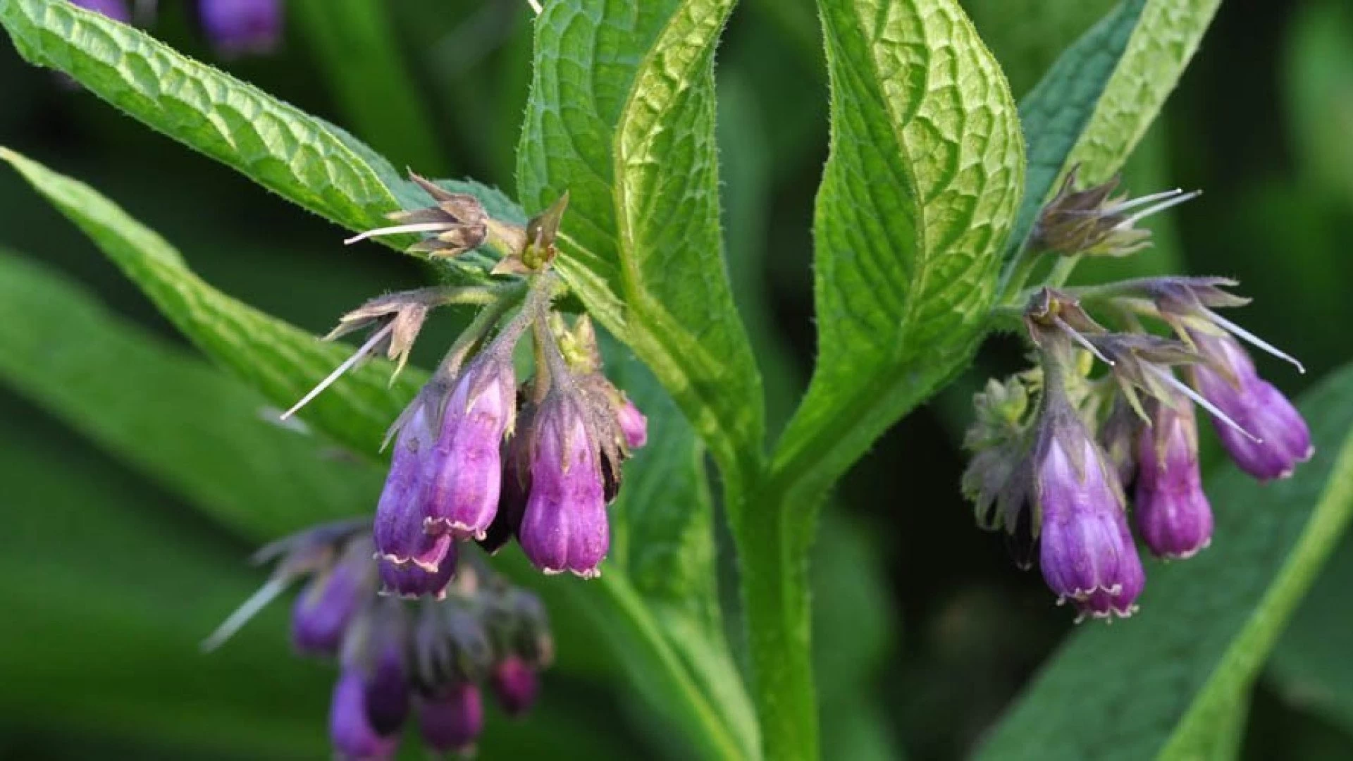 Fekete nadálytő - másnéven forrasztófű és annak gyógyhatásai